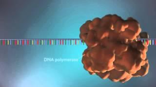 DNA replication - 3D