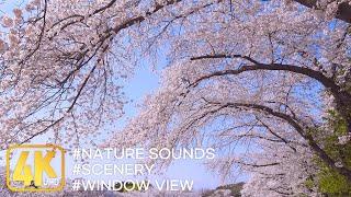 Cherry Blossom ▶ Blue sky covered with pure white cherry blossoms ️ relaxation, window view