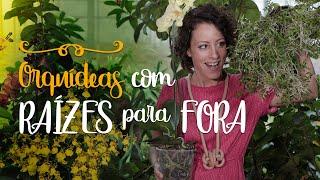 Orquídea com RAÍZES pra FORA do VASO: o que fazer?