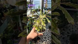 예전엔 취향이 아니다가 최근에 꽂힌 무늬 아라리오 #식물 #식물키우기 #plants #힐링 #베란다정원 #무늬아라리오