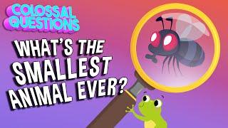 What’s The Smallest Animal Ever? | COLOSSAL QUESTIONS