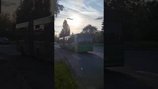 МАЗ-105 #maz #automobile #liaz