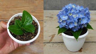 How to grow and care Hydrangea plant Simple tips