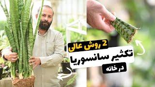 گام به گام تکثیر سانسوریا با 2 روش عالی در خانه (تقسیم بوته و قلمه برگ) | Propagating Sansevieria