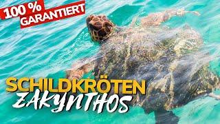 Zakynthos Schildkröten: SO findest du sie!  Die BESTEN SPOTS️