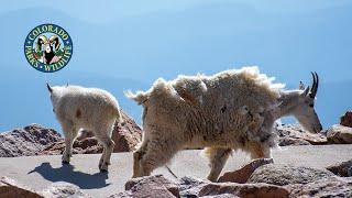 What to know when visiting the summit of Mount Evans