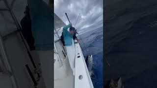 Gaffing a 90 Pound Yellowfin Tuna #fishing #fish #shorts #tuna