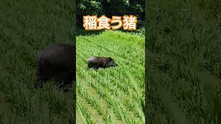 猪の目的はまさかの稲。