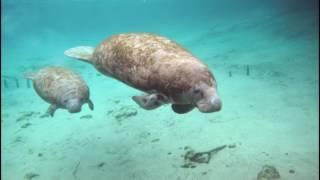 Manatí / Trichechus manatus