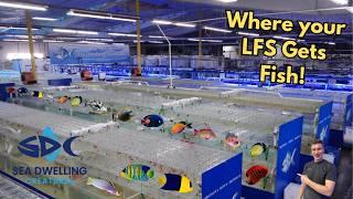 LA’s Biggest Fish and Coral Wholesaler!