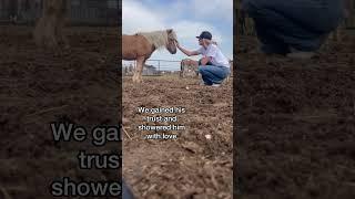 Our sweet blind boy   #horse #lovehorse