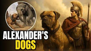 War Dogs: The Innovative Tactic of Alexander the Great