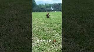 공놀이 좋아 강아디  #강아지 #puppy #애견영상 #pets #도그독 #귀여워 #반려견 #솜뭉치 #cute #애카 #양주애견카페 #뛰뛰 #강아지공놀이