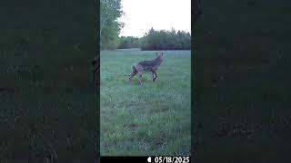 Coyote out on patrol