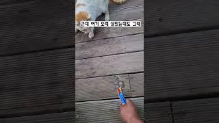 겁이 많은 시골 길고양이 못난이. 츄르를 주었더니 움찔먹한다.