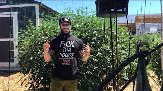 The August 1st garden update || Live free or die trying || Outlawgrower4life!!! || 8-1-2024