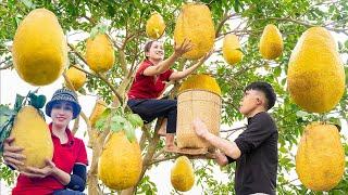 Harvesting Giant Grapefruit - The largest grapefruit in the world Goes to the market sell