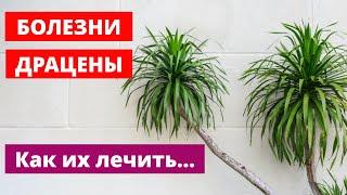 Болезни Драцены и их Лечение! Как Спасти Комнатный Цветок?