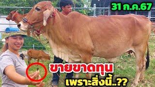 ขายด่วนต่ำกว่าทุน⁉️ | 31 ก.ค.67 | วัวแม่ลูก ซื้อ 2 ได้ 3 คนซื้อคุ้มมาก วัวท้องหัวโล้นก็สวย