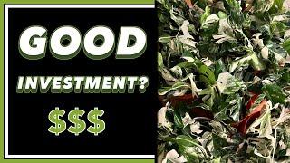 Was Spending $84,000 on PLANTS Worth it?