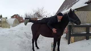 Подготовка к заездке Габара.  Не спешим.