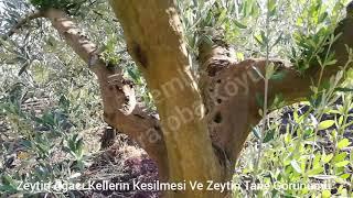 Gemlik Muratoba Köyü Gençleri Zeytin Ağacı Kellerin Kesilmesi