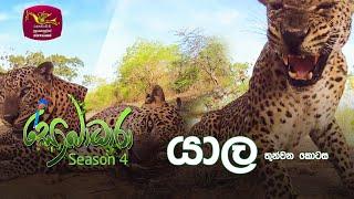 Sobadhara - Sri Lanka Wildlife Documentary | 2020-06-26 | Yala - 3 (යාල -3)