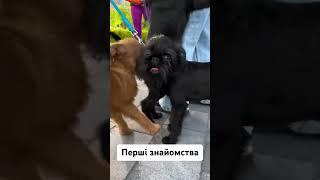 Соціалізація, перші кроки #грифон #розплідник #puppy