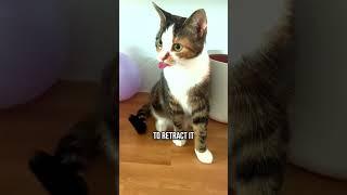 Why Cats Stick Out Their Tongues?