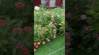 Flower blooming #gardeninglovers #nature #gardeningpointds