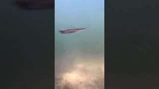 Natural biotopes: Lake #nature