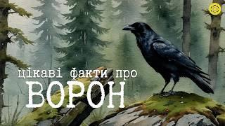 ВОРОНИ: птахи-генії | ОДНІ з НАЙРОЗУМНІШИХ птахів у СВІТІ | Цікаві Факти