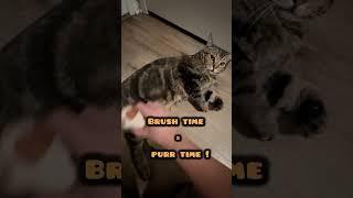 Brush time = purr time! My tabby cat absolutely loves it!