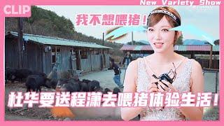 Cheng Xiao failed to meet the KPI, and Du Hua ruthlessly sent Cheng Xiao to experience feeding pigs!