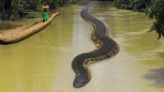 5 ULAR PURBA TERBESAR DI DUNIA -  Biggest Snake Ever