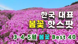 3·4·5월 봄 꽃 여행 BEST 40선 - 이 보다 화려한 봄꽃명소는 없다(제주 부산 경상도 전라도 수도권 봄꽃명소 4K영상-Spring Flower Trip to Korea