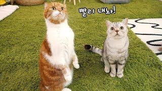 고양이 노을이도 일어나게 하는 궁극의 그것은?!