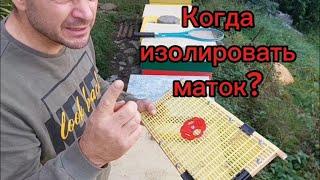 Когда изолировать маток?