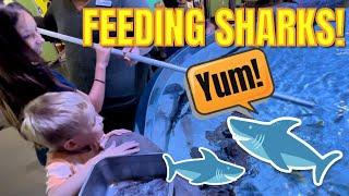 SHARKS!  We get to feed and touch SHARKS and STING RAYS!  What do they eat?