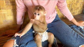 Baby monkey Miker and mommy repair vegetable for cooking