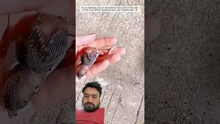 The poor bird was found and people saved it