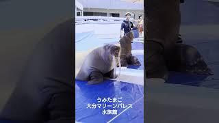 うみたまご大分マリーンパレス水族館