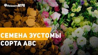  Семена Эустомы сорта АВС | купить семена, как ухаживать  Советы за уходом от Планета Агро