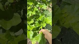 텃밭 아욱으로 끓이는 구수한 된장국. 부드럽고 속편한 제철 건강밥상 #이민생활 #테네시 #아욱된장국