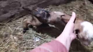 Наши новости |Новые жильцы |Козлята 