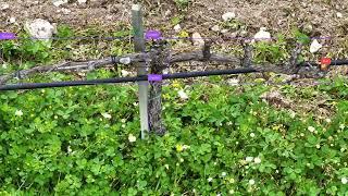 Cordon and Bud Detection On Vine Row