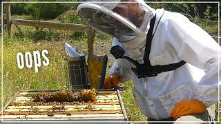 BEEKEEPER JUST CAN’T STOP DOING THIS…