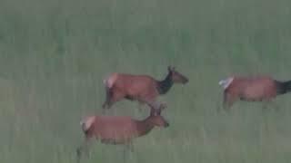 Pennsylvania Elk Watching - June 2024