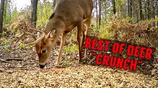 The Best of Whitetail Deer "CRUNCH" Sounds! Trail Camera: ASMR wildlife eating sounds! Dog & Cat TV!