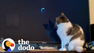 This Cat's Obsessed With One Movie | The Dodo Cat Crazy